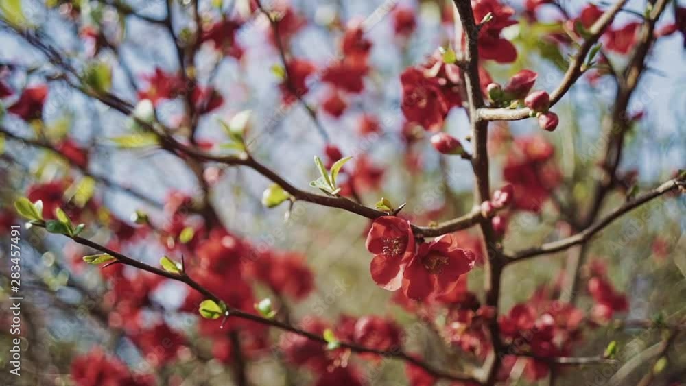 Red flowers and new leaves are on tree branches against the blue sky in a close-up Red flowers and new leaves are on tree branches against the blue sky in a close-up