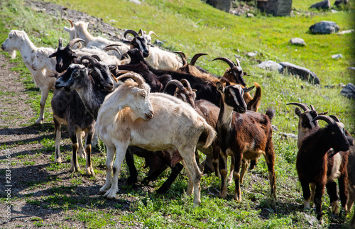 Wallpaper Mural goats graze near the road Torontodigital.ca