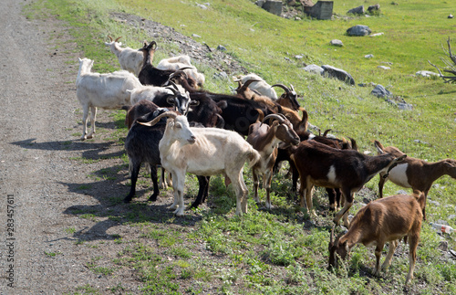Wallpaper Mural goats graze near the road Torontodigital.ca