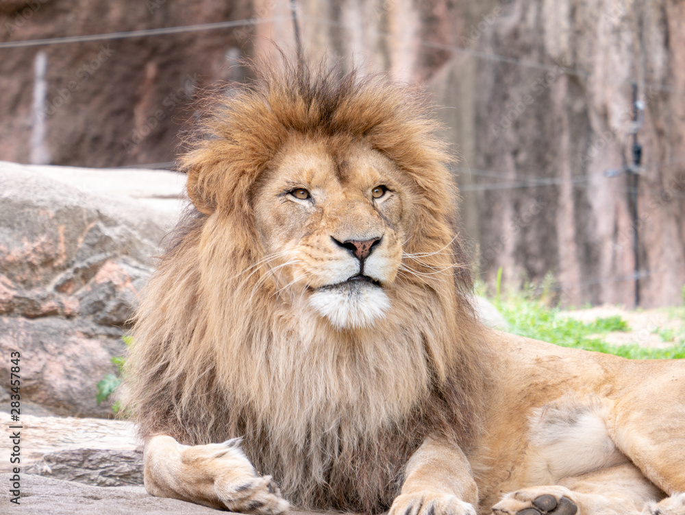 Naklejka premium Lions at the zoo on holiday