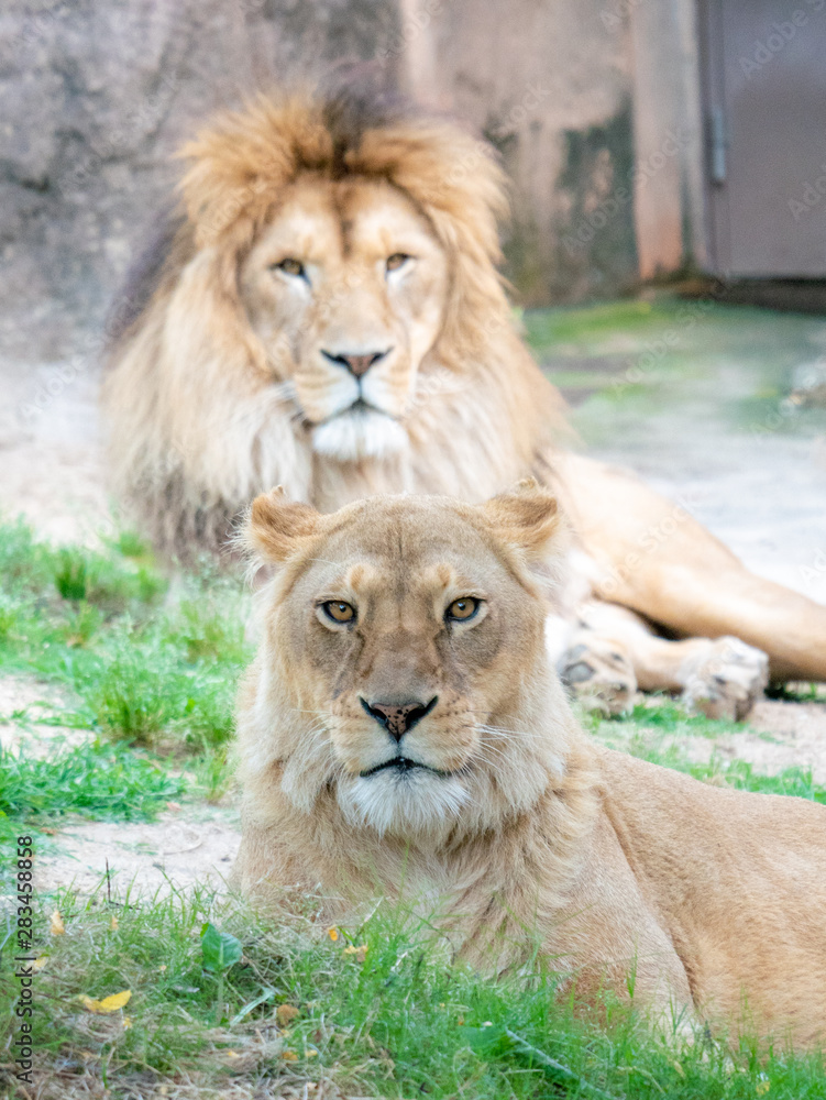 Obraz premium Lions at the zoo on holiday