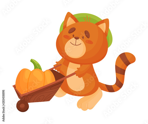 Cartoon cat rolls a wheelbarrow with a pumpkin. Vector illustration on white background.