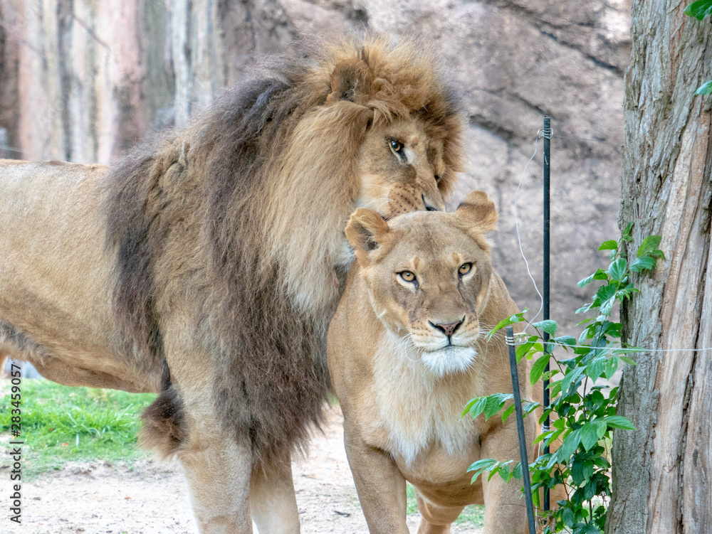 Fototapeta premium Lions at the zoo on holiday