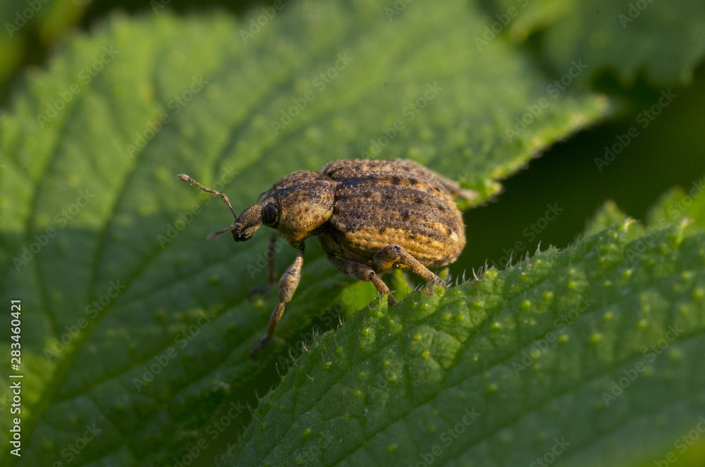 beetle on a leaf beetle on a leaf