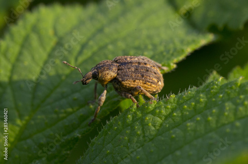 beetle on a leaf © Hakgoo