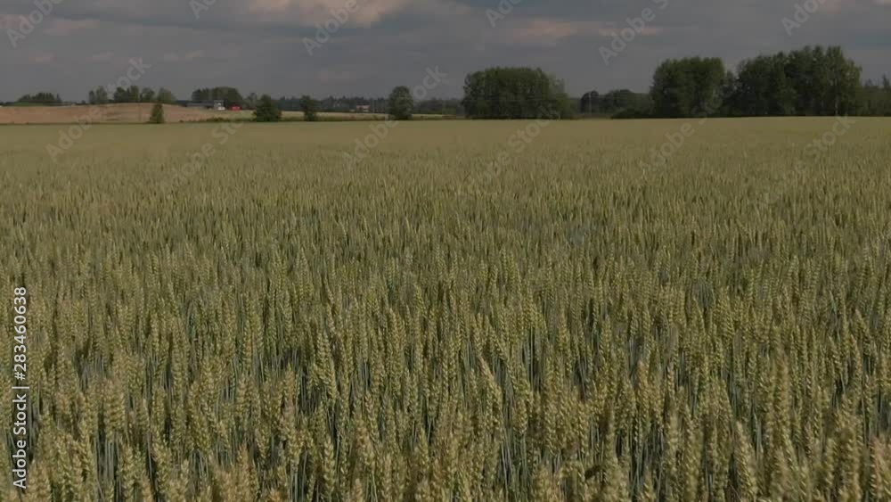 Slow Motion. Moving straws of agriculture dry grain fields. Farm plant. Slow Motion. Moving straws of agriculture dry grain fields. Farm plant.