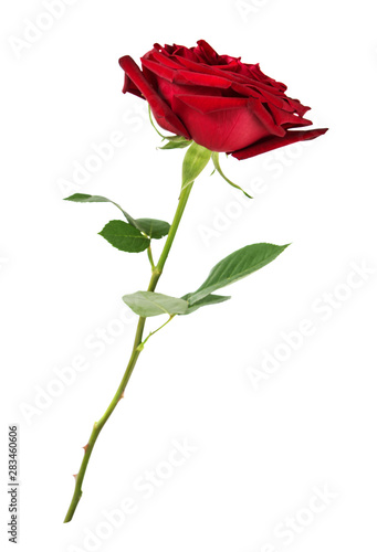 Red rose on a white background