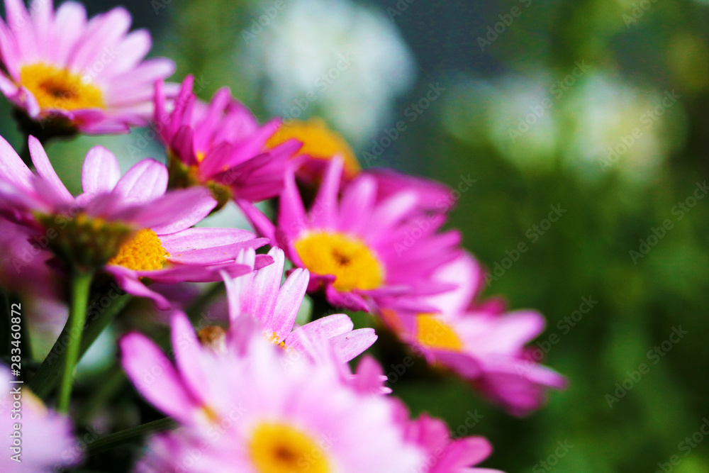 Obraz premium pink flowers close up