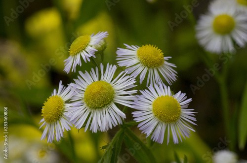 hblossom of Annual fleabane flower