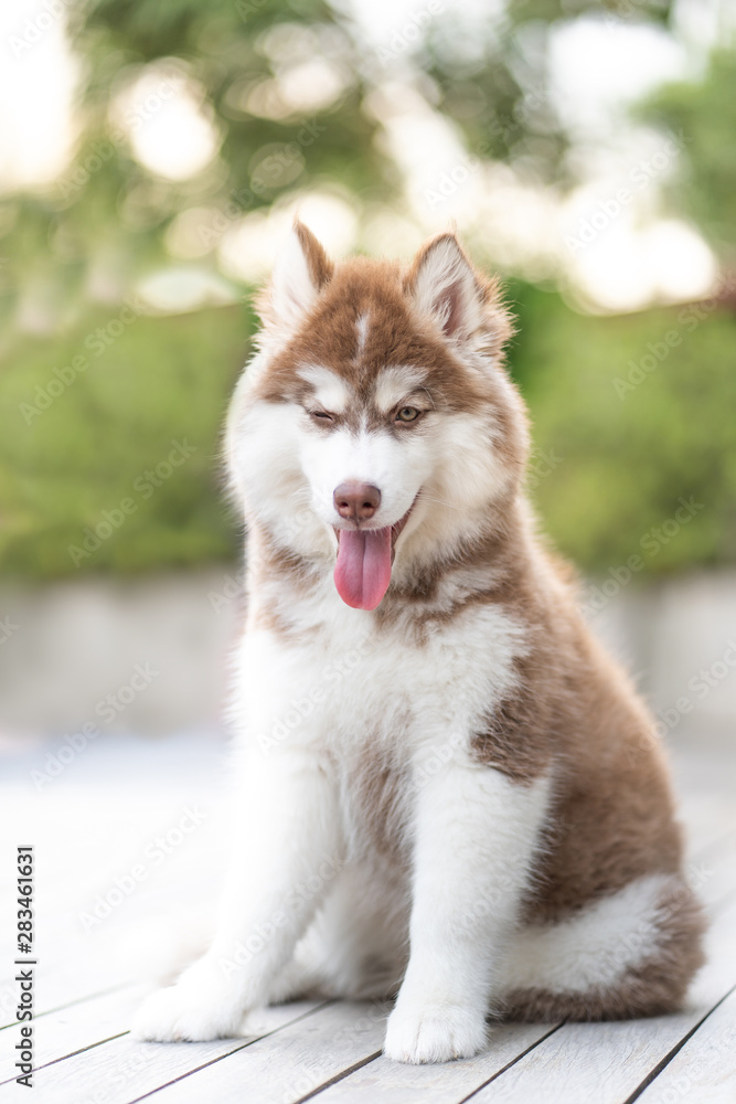 Portrait of Beautiful cute dog breed Siberian husky on green bokeh background.Animal,Pets and Veterinary Concept. Portrait of Beautiful cute dog breed Siberian husky on green bokeh background.Animal,Pets and Veterinary Concept.
