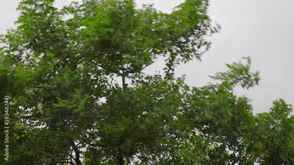 Tree Shaking While Raining Tree in tropical storm. Indian cork tree swaying in storm and heavy ...