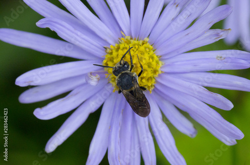 bee on violet daisy