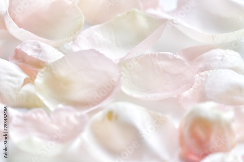 Blurred a pile of sweet pink rose corollas with softly style on white fabric background 