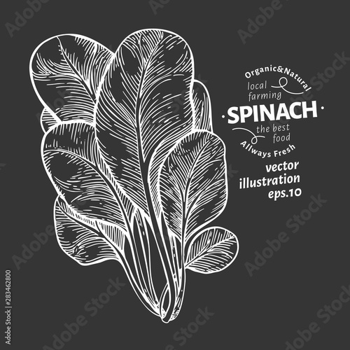 Spinach leaves illustration. Hand drawn vector vegetable illustration on chalk board. Engraved style. Vintage food illustration.