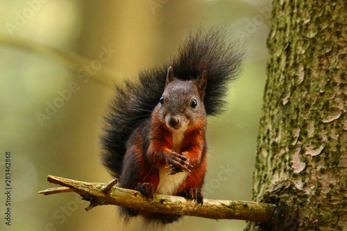 im Leben eines Eichhörnchens © MerkAngela.WH