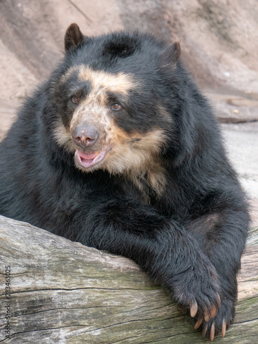 Beautiful animals in the zoo