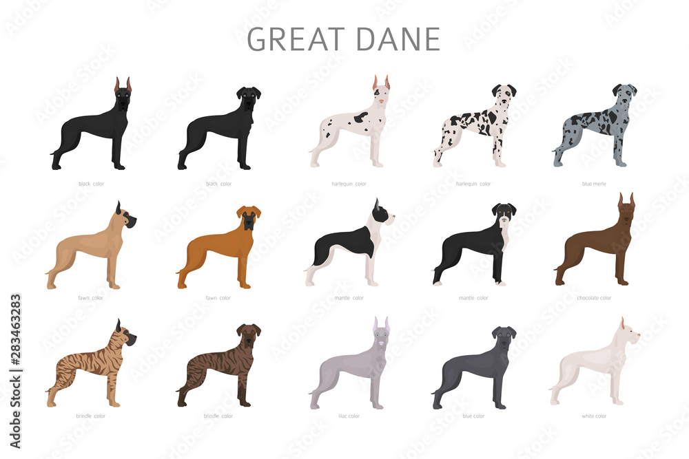 Great dane. Different variaties of coat color dog set