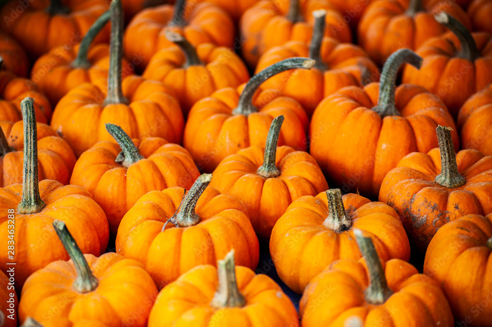 sweet pumpkins aline to be sale neat thanksgiving day