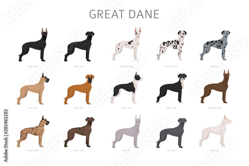 Great dane. Different variaties of coat color dog set