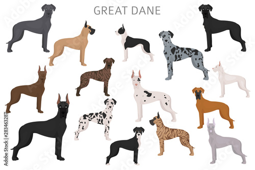 Great dane. Different variaties of coat color dog set