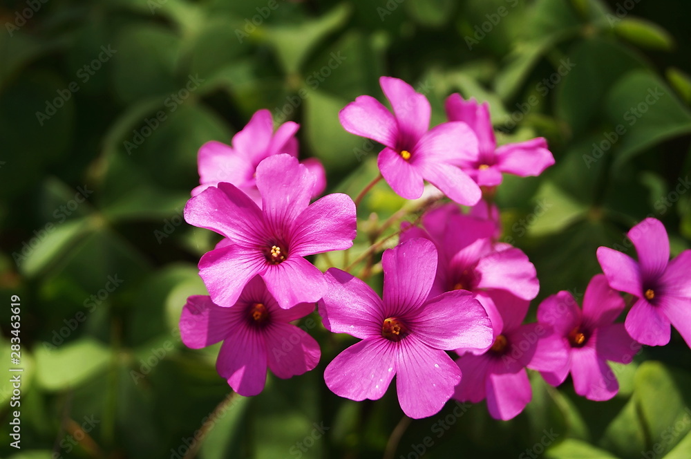 Flowers of rhizomatous sorrel (Oxalis articulata) in the Tuscan countryside Flowers of rhizomatous sorrel (Oxalis articulata) in the Tuscan countryside