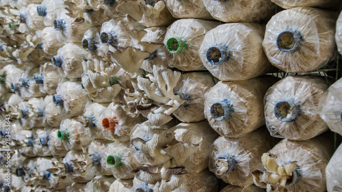 Phoenix mushroom or Lung Oyster mushroom in nursery 