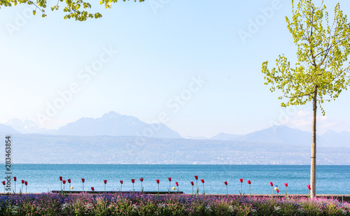 The Tulip flowers are planted near the lake photo