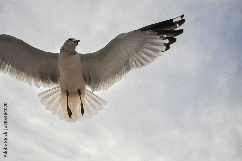 seagull flying in a beautiful sky at the beach with ocean backdrop and sunset seagull flying in a beautiful sky at the beach with ocean backdrop and sunset