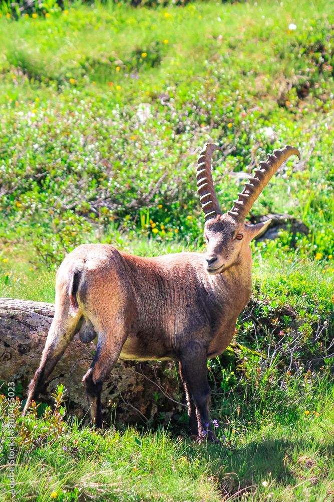 Male of Alpine ibex standing on green pasture near Chamonix in French Alps  captured on vertical picture. Wild goat, horns. Steinbock, bouquetin, or  simply ibex. Wildlife animals. Mountain animals Stock Photo |