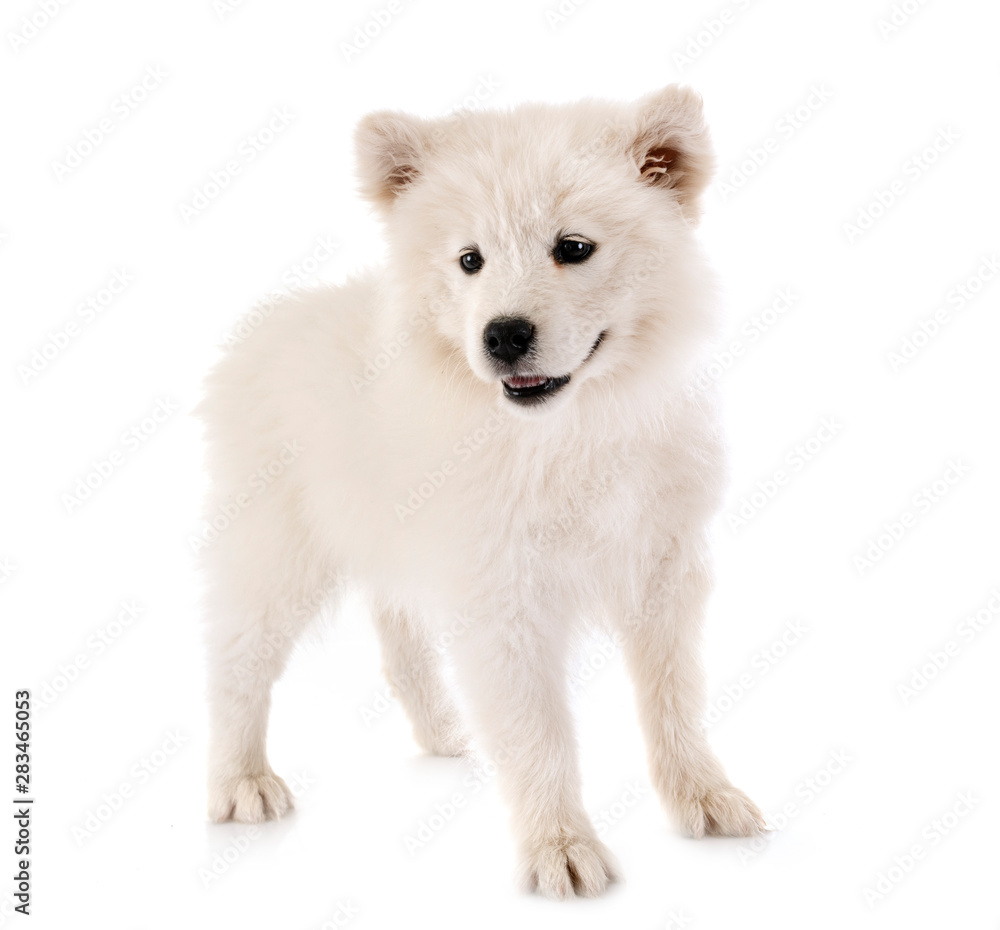 puppy samoyed dog in studio puppy samoyed dog in studio