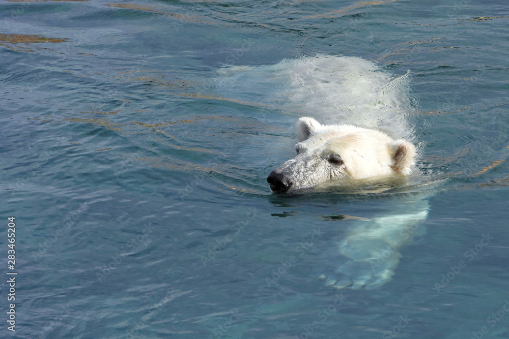 Naklejka premium Swimming polar bear