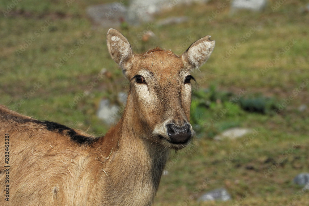 Pere David's deer Pere David's deer