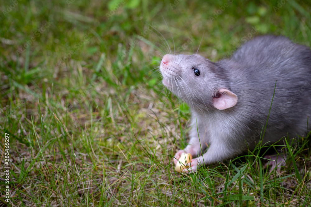 Rat on the grass. In the paws of a rat a piece of food. Close-up
