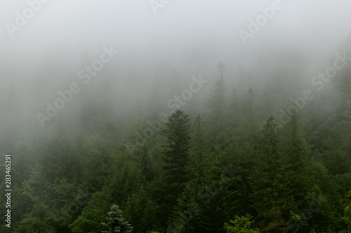 Coniferous forest in morning fog (mist), breathing mountains. Freshness and mystery.