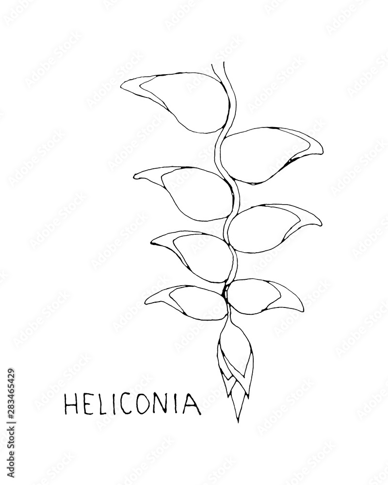 Heliconia flower sketch and handwritten inscription. Tropic leaves for pattern, template, banner, posters, invitation and greeting card design. Hand-drawing illustration Heliconia flower sketch and handwritten inscription. Tropic leaves for pattern, template, banner, posters, invitation and greeting card design. Hand-drawing illustration