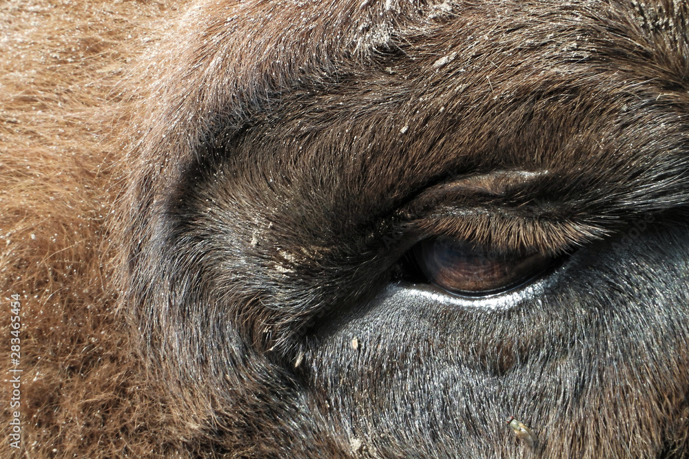 Bison's eye Bison's eye