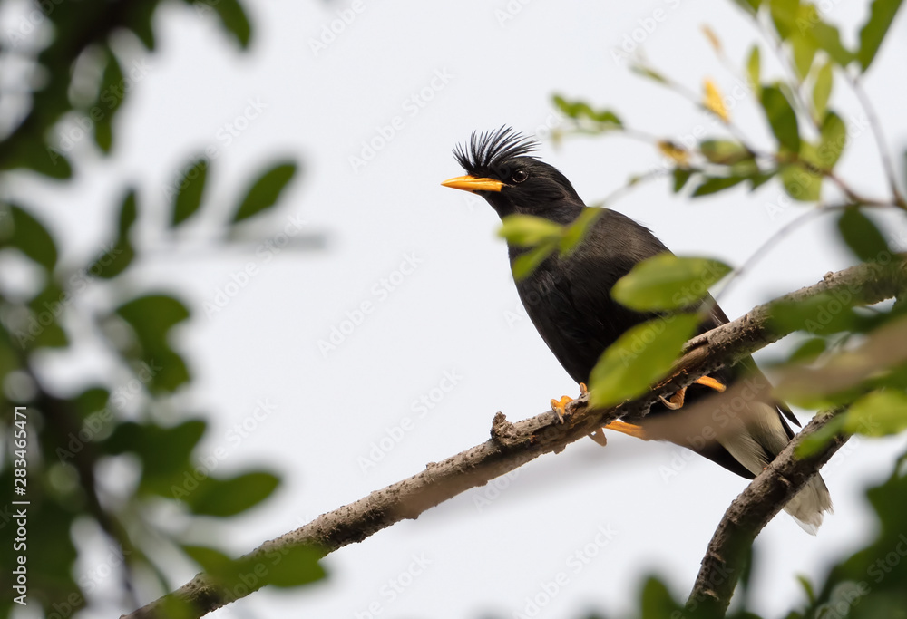 Close up Great Myna Bird Perched on Branch Isolated on Background Close up Great Myna Bird Perched on Branch Isolated on Background
