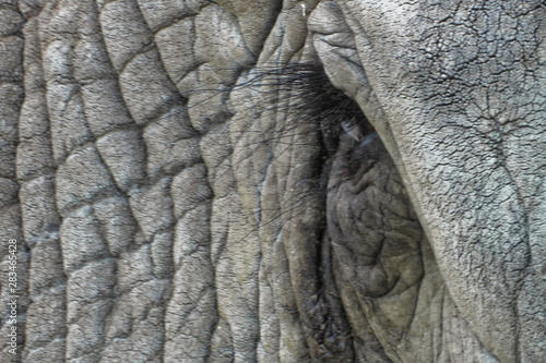 Elephant's eye