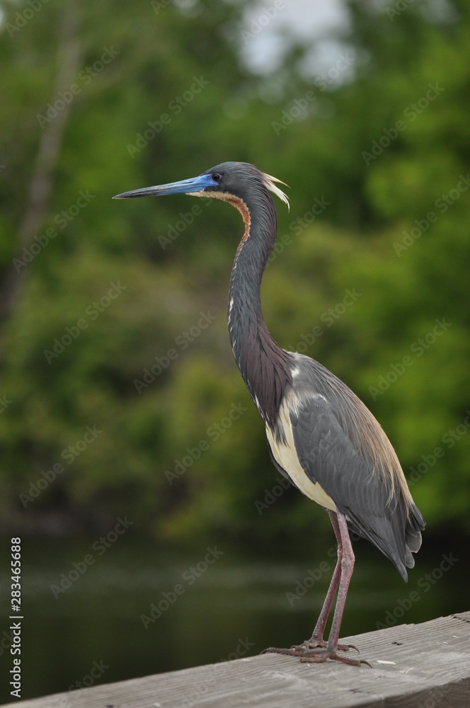 Blue Heron with green defused background Blue Heron with green defused background