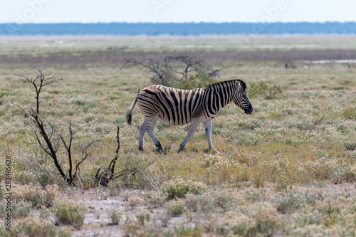 Zebras on the vast open plains of Etosha  Namibia