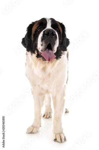 Foto saint bernard in studio