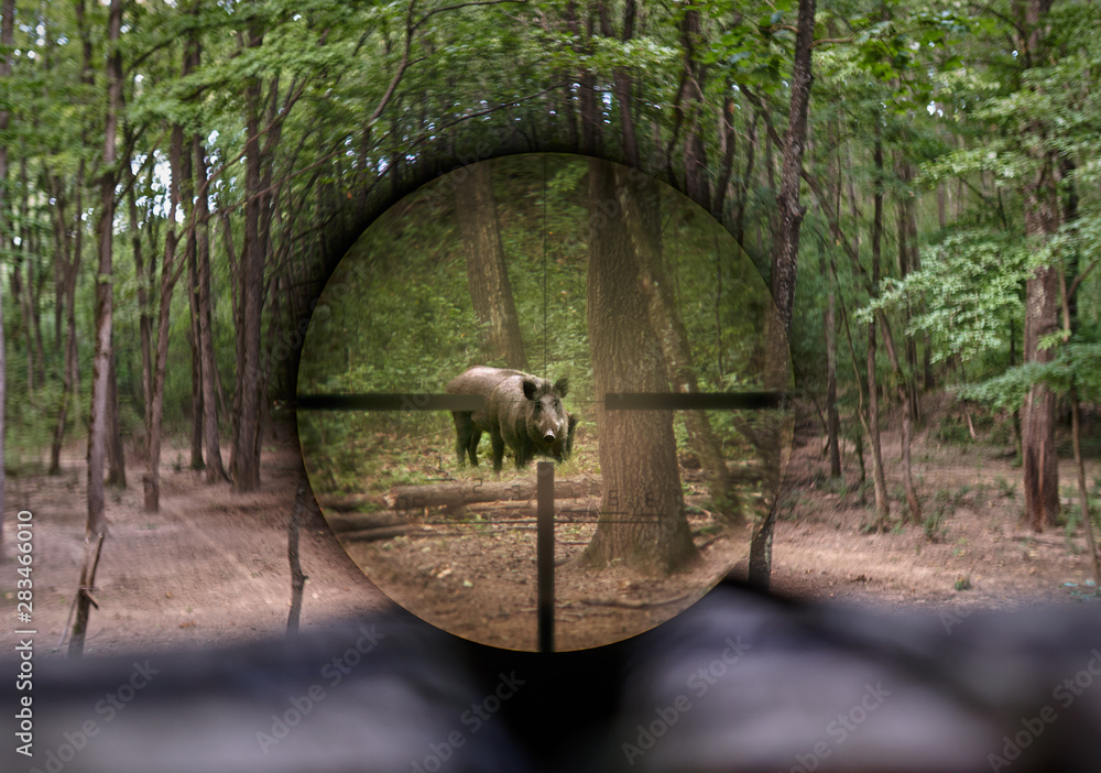 Wild hog seen through rifle scope - obrazy, fototapety, plakaty 