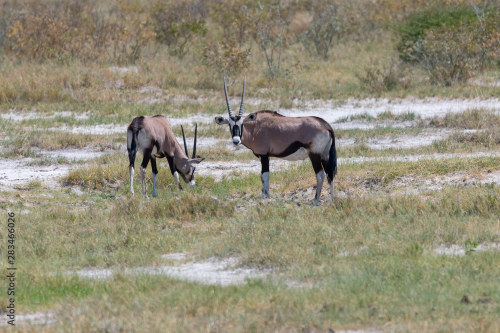 Waterhole in Etosha teeming with many different varieties of animals including, giraffe, zebra, springbok, Oryx Waterhole in Etosha teeming with many different varieties of animals including, giraffe, zebra, springbok, Oryx