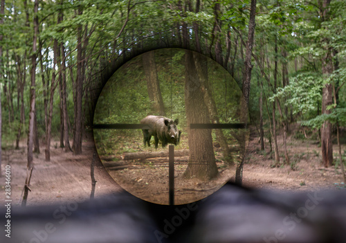 Fotobehang Wild hog seen through rifle scope