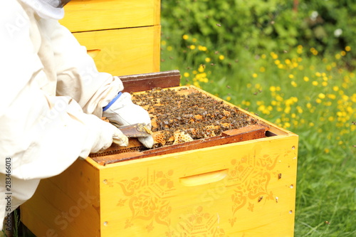 Imker arbeitet vor offenem Bienenstock