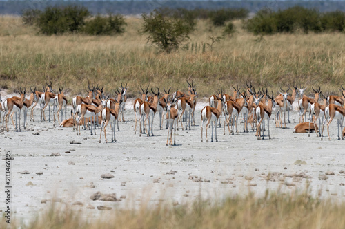 Waterhole in Etosha teeming with many different varieties of animals including, giraffe, zebra, springbok, Oryx