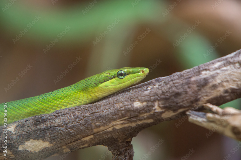 Naklejka premium Serpent ratier des mangroves