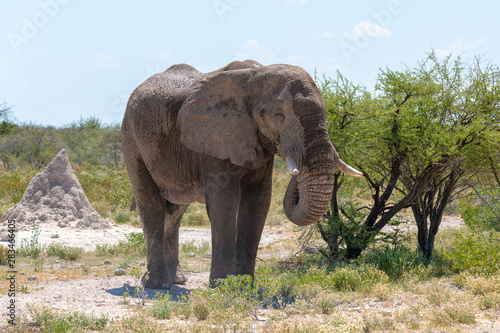 African elephant in Etosha national park