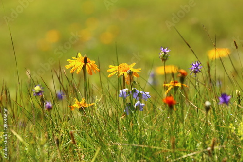 Wildblumen im Allgäu