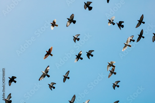 school of sparrow at blue sky